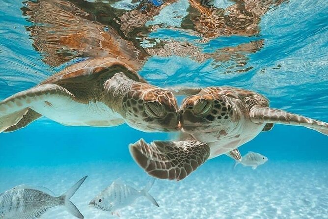 3 Islands Tour, Swim with Pigs, Turtles, Snorkelling & lunch - What the $175 price really buys you