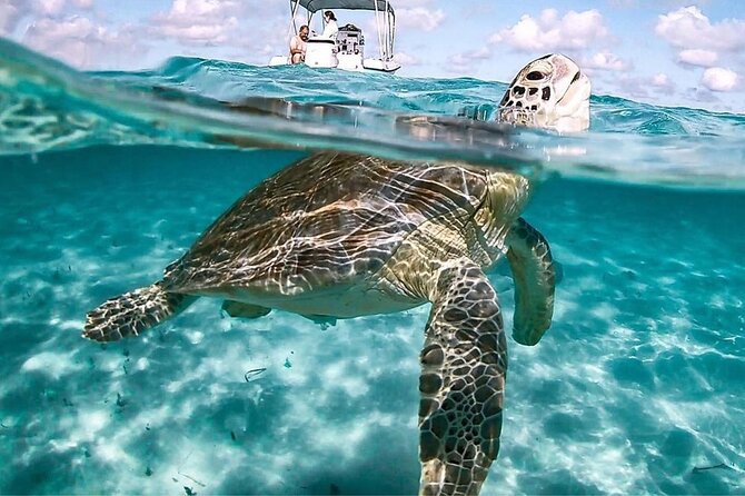 3 Islands Tour, Swim with Pigs, Turtles, Snorkelling & lunch - Pearl Island is for reef fish and clear water