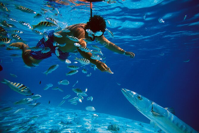 3 Islands Tour, Swim with Pigs, Turtles, Snorkelling & lunch - Green Turtle Cay offers the best wildlife moment