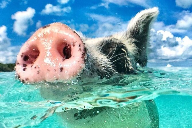 3 Islands Tour, Swim with Pigs, Turtles, Snorkelling & lunch - The captains can make or break the day