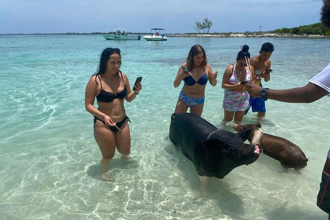 4hr Private Tour Island Hop Snorkel w/ Turtles & Sip Bahama Mamas - The optional swimming pigs at Athol Island