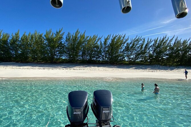 5 Hours Pigs and Turtles with Beach Stop in Bahamas - Who will enjoy this most?