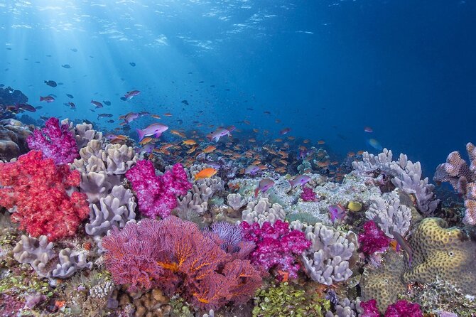 Adventures of the Lost Atlantis Bimini Road - Rainbow Reef and the nearby underwater world