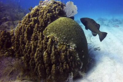 Adventures of the Lost Atlantis Bimini Road