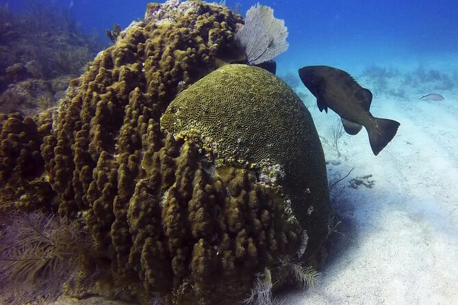 Adventures of the Lost Atlantis Bimini Road - What the clear boat adds to the experience