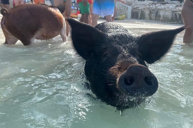 All Inclusive Pig Encounter, Snorkeling, Turtles, Lunch & Beach - Leaving Margaritaville Marina for Rose Island