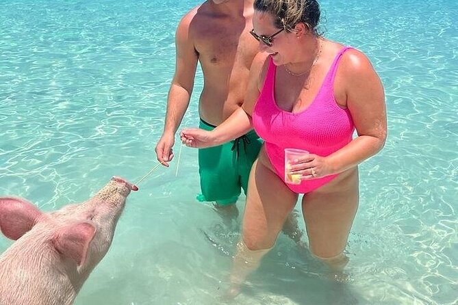 All Inclusive Pig Encounter, Snorkeling, Turtles, Lunch & Beach - The Rose Island pigs and what to expect