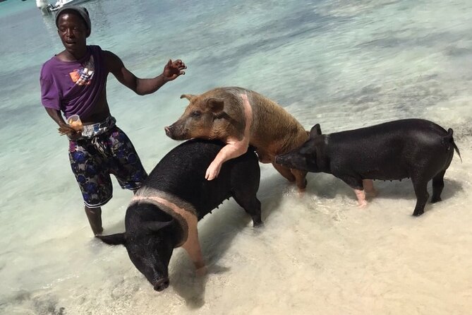 All Inclusive Swimming With The Pigs - Rose Island gives the outing its purpose