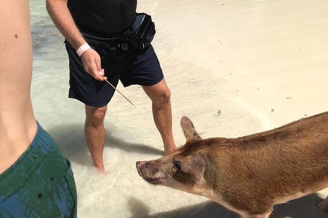 All Inclusive Swimming With The Pigs - Drinks, snacks, and equipment included