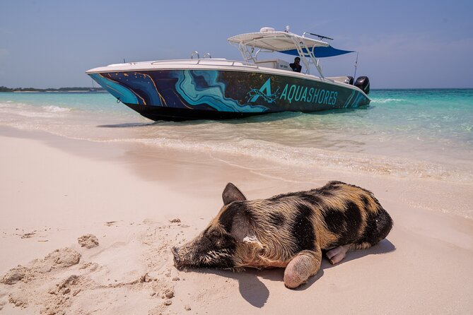 Bahamas Adventure: Pigs, Reef, Turtles, and Beach with Lunch - Key points to know before you book