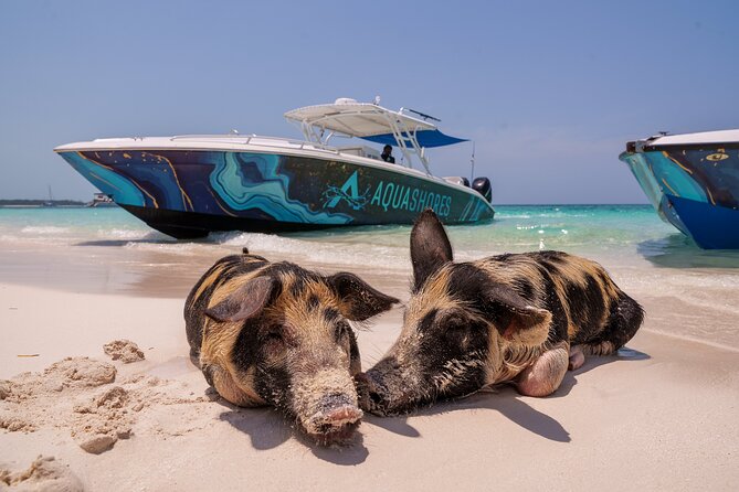 Bahamas Adventure: Pigs, Reef, Turtles, and Beach with Lunch - Why this Nassau boat trip works so well