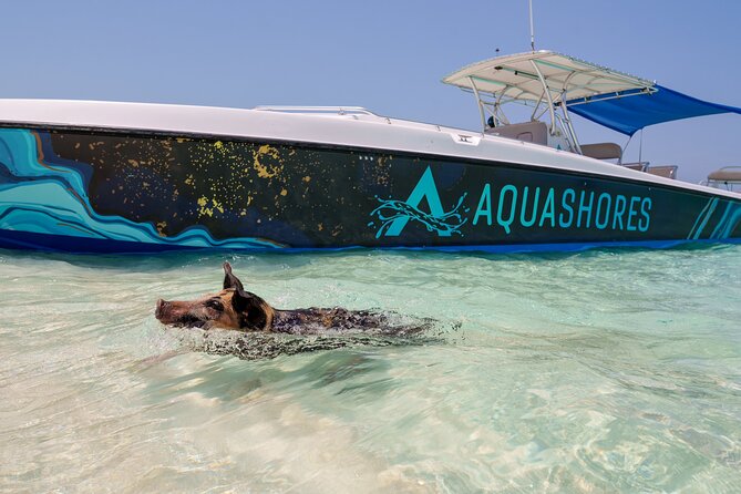 Bahamas Adventure: Pigs, Reef, Turtles, and Beach with Lunch - The pigs at Rose Island