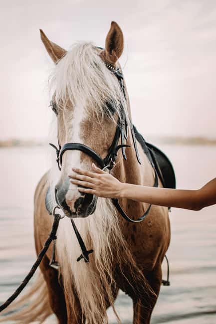 Bahamas: Nassau Horseback Riding on Beaches & Trails - Key points to know before booking