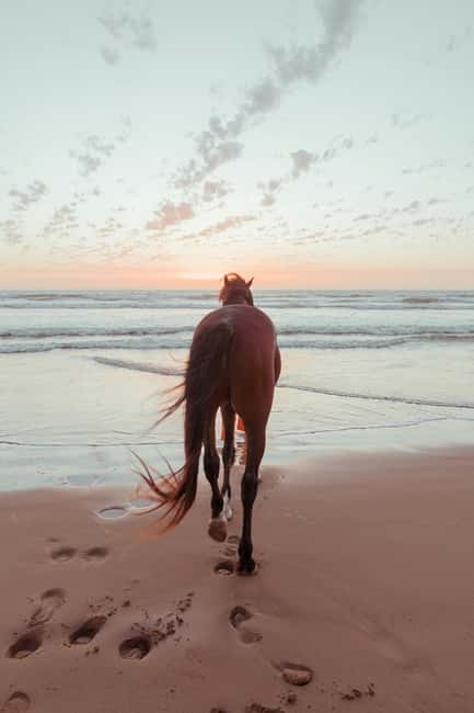Bahamas: Nassau Horseback Riding on Beaches & Trails - Two private beaches, two different views