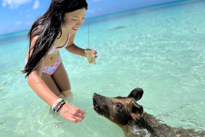 Bahamas Swimming Pigs Experience on Rose Island - The Pig Beach Experience on Rose Island