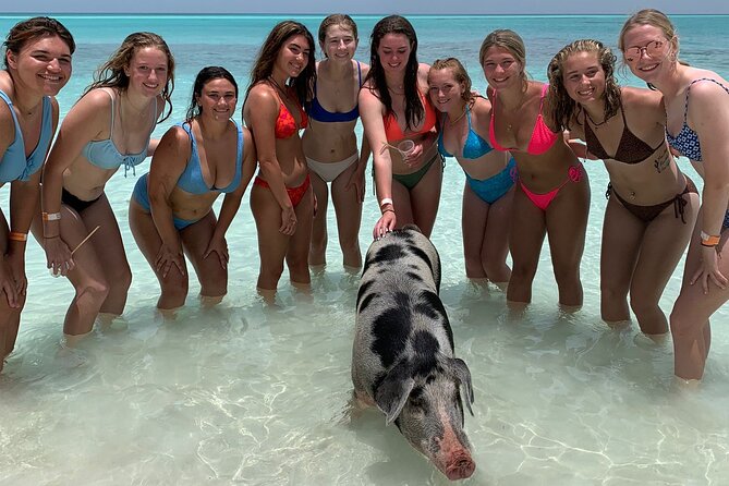 Bahamas Swimming Pigs Experience on Rose Island - How Much Value Do You Get for $179?