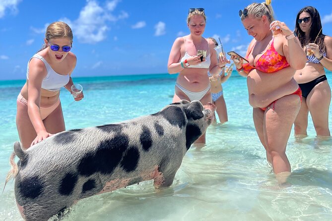 Bahamas Swimming Pigs Experience on Rose Island - Feeding the Pigs at the Water’s Edge