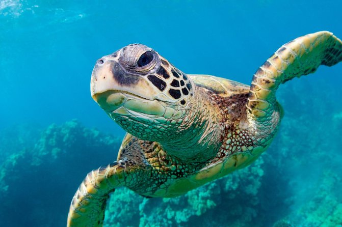 Bluefinn242 Swim with the Turtles in Nassau Bahamas - Green Cay gives you a wild turtle encounter