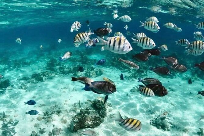 Catamaran Snorkel & Beach Day with Turtles - What this Nassau catamaran trip is really like