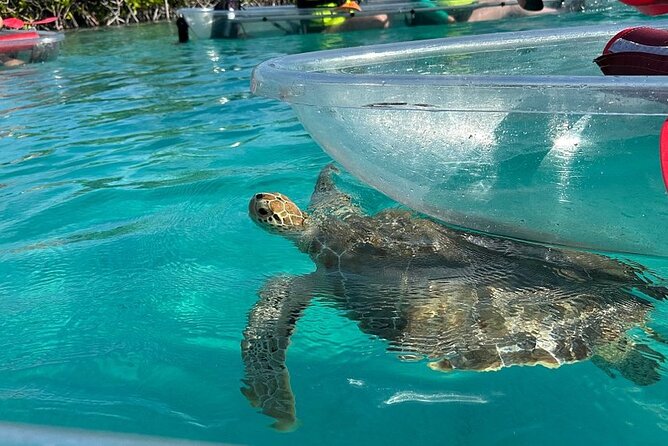 Clear Kayak Tour - The 9:30 start at Port Lucaya Marketplace