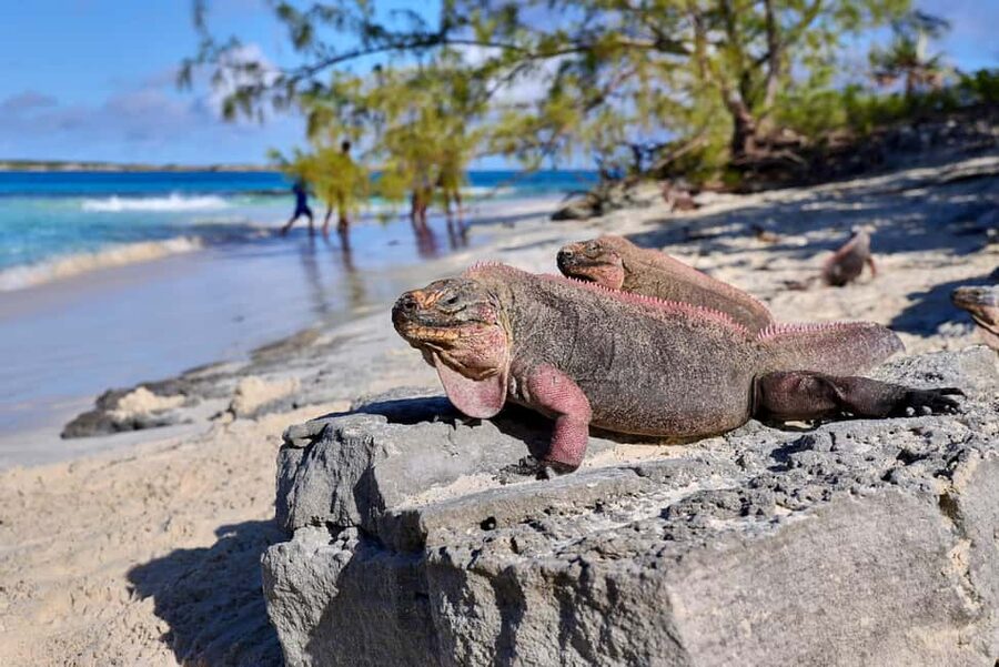 Exclusive Fly-In Premium Beach Experience from Nassau - Why the flight from Nassau changes the whole day