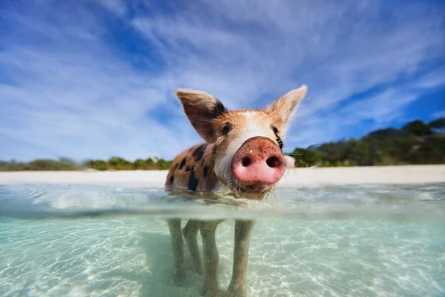 Exclusive Fly-In Premium Beach Experience from Nassau - Swimming with nurse sharks at Compass Cay