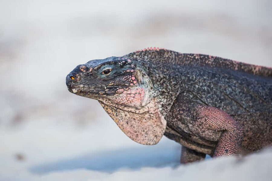 Exclusive Fly-In Premium Beach Experience from Nassau - Seeing Bahamian iguanas between the water stops
