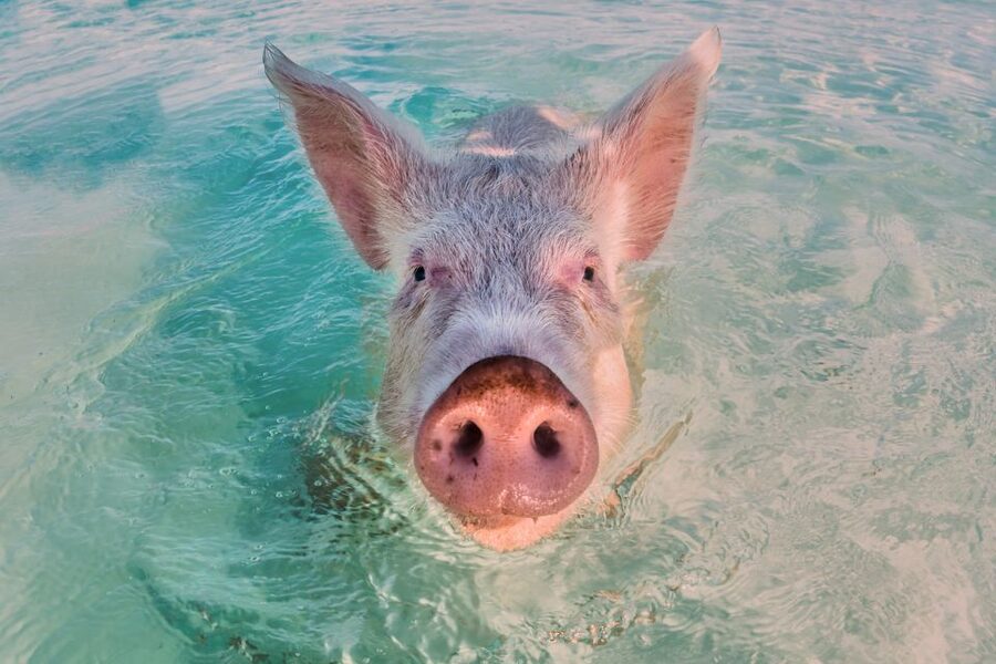 Exclusive Fly-In Premium Beach Experience from Nassau - The sandbar is your quietest hour