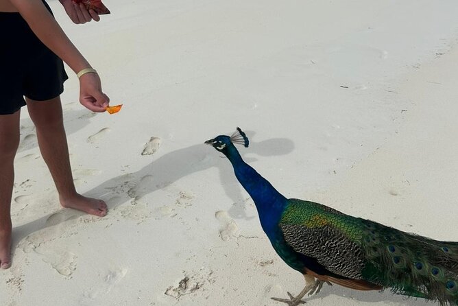 Exotic half day private charters to Rose Island, Pigs and Turtles - Harbor views before the open water