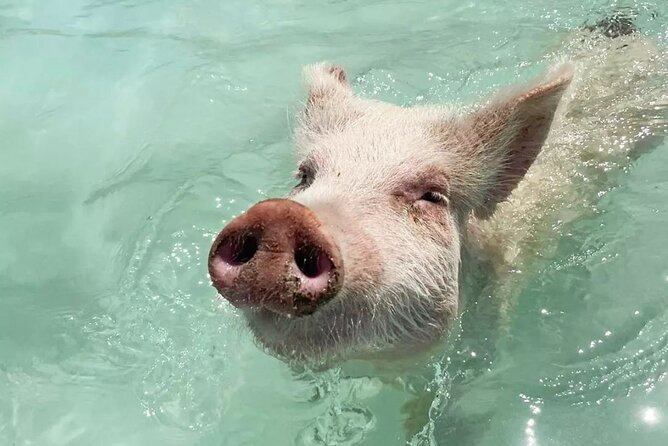 Experience The Exumas and the World Famous Swimming Pigs - Key points to know before booking