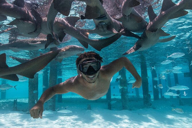 Experience The Exumas and the World Famous Swimming Pigs - From Paradise Island to the Exumas by 7:30 a.m.