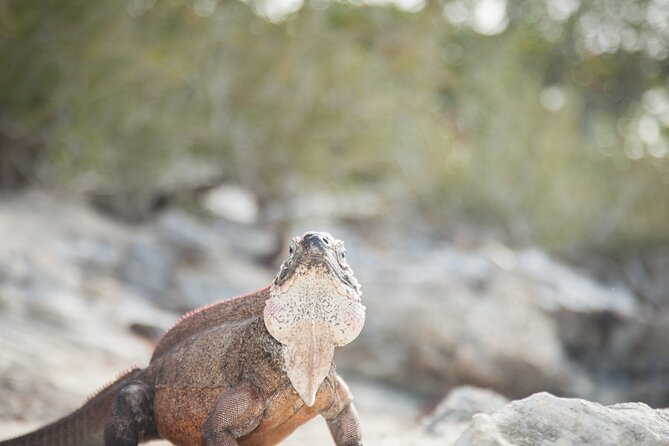 Experience The Exumas and the World Famous Swimming Pigs - Rock Iguanas, beaches, and Exuma water