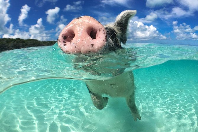 Exuma Day Away - Original Swimming Pigs Excursion - Great Guana Cay and its shy rock iguanas