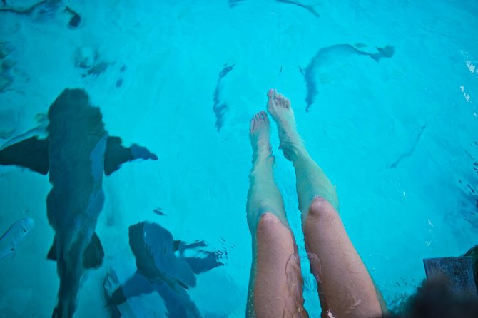 Exuma Elite Escape: Luxury Fly-In Pig Beach Adventure - 7 Stops - Petting sharks at Compass Cay