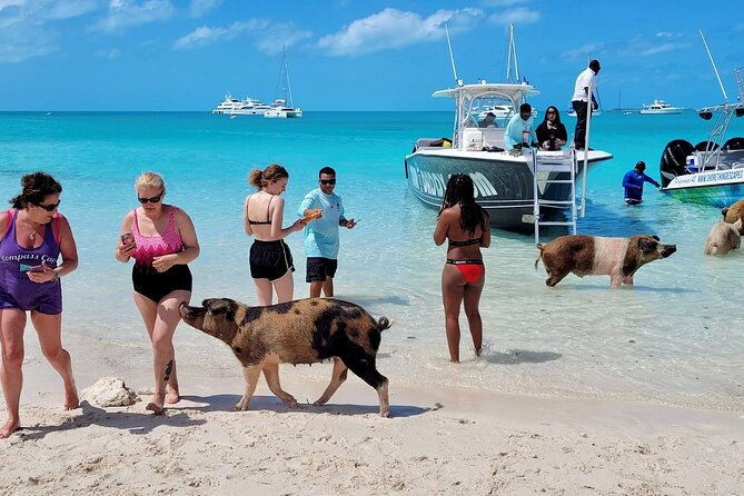 Exuma Full Day Swimming Pigs Group Boat Tour - Lunch at Black Point and Loraine’s local cafe