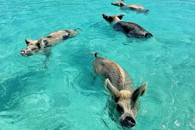 Exuma Island and Cays Tour - Starting at Barraterre for a full day on the water