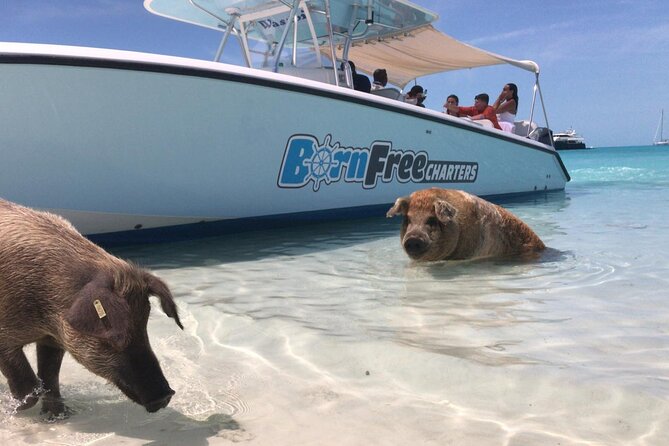 Exuma Island Hopping Swimming Pigs Tour with Lunch from Nassau - Norman’s Cay and the famous plane wreck