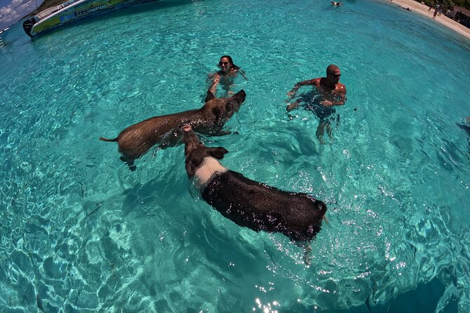 Exuma Island Hopping Swimming Pigs Tour with Lunch from Nassau - The final sandbar or beach stop