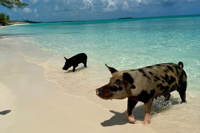 Fast Track Swimming Pigs Encounter - Why the timing can change the experience