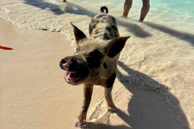 Fast Track Swimming Pigs Encounter - The beach is pleasant, but bring realistic expectations