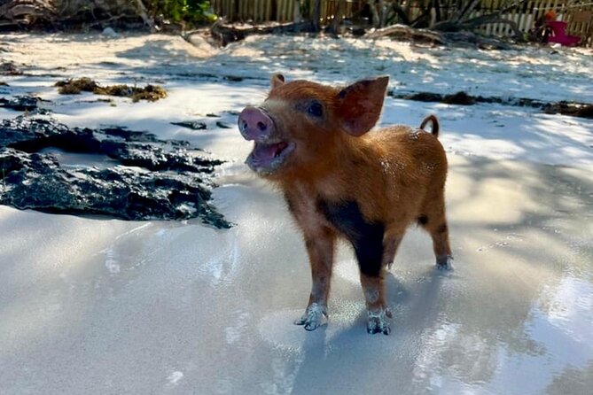 Fast Track Swimming Pigs Encounter - Who will enjoy this outing most