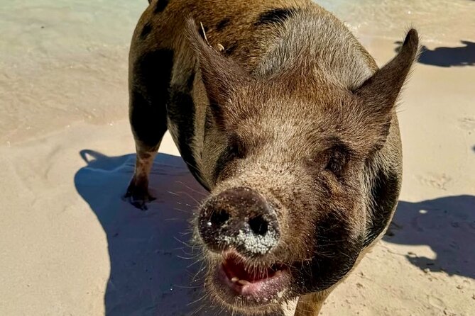 Fast Track Swimming Pigs Encounter - A few smart ways to prepare