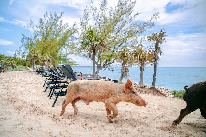 Fast Track Swimming Pigs Encounter - Should you book the Rose Island pigs?