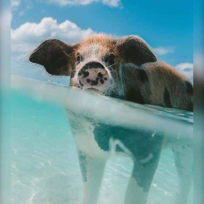 From Nassau: Swim with Pigs Safari - The Atlantis Tunnel cruise takes about 30 minutes