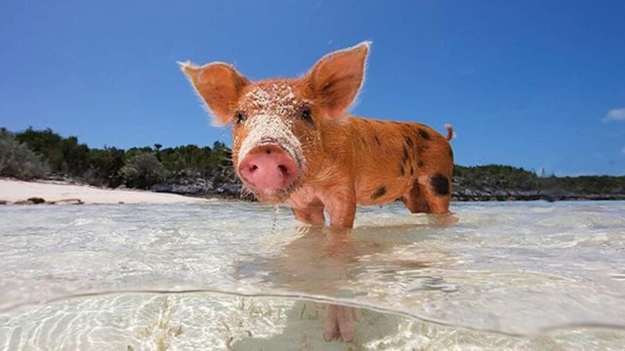 From Nassau: Swim with Pigs Safari - Pearl Island adds a real water stop