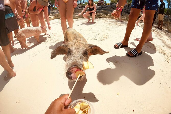 Full-Day Luxury Private Rose Island Pigs and Turtles Excursion - From Bayshore Marina into Nassau Harbour