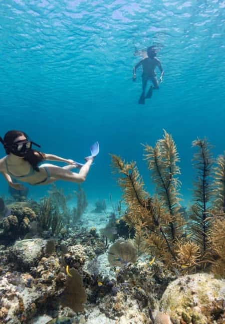 Full Day Sail and Snorkel with Turtles - Turtle viewing without feeding the animals