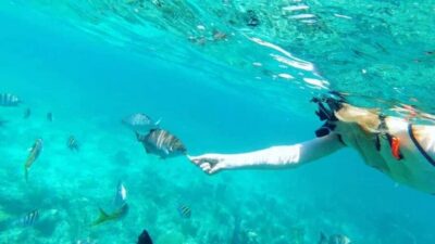 Full Day Sail and Snorkel with Turtles