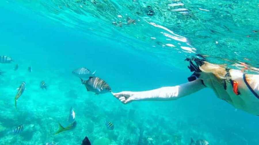 Full Day Sail and Snorkel with Turtles - One hour above a coral reef