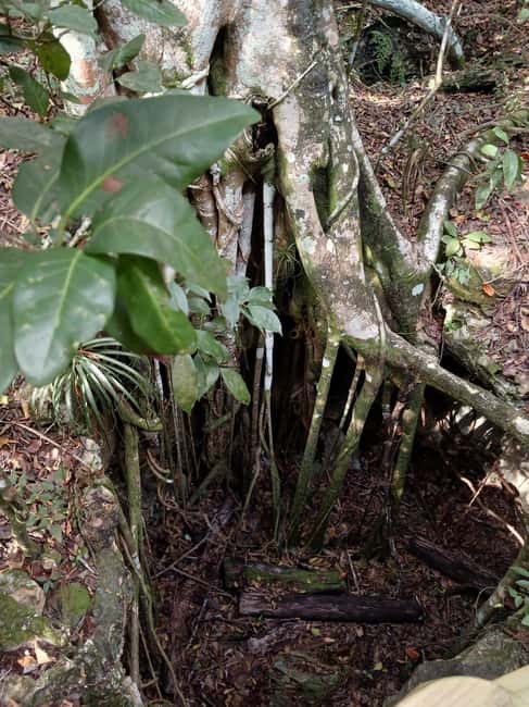 Guided Primeval Nature Walk Tour - Key points to know before booking